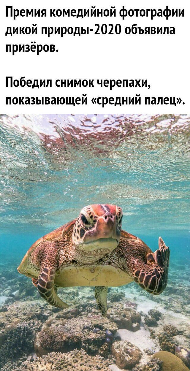 Премия комедийной фотографии дикой природы 2020 объявила призёров Победил снимок черепахи показывающей средний палец