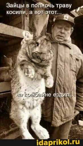 Зайцы в поінъдь траву