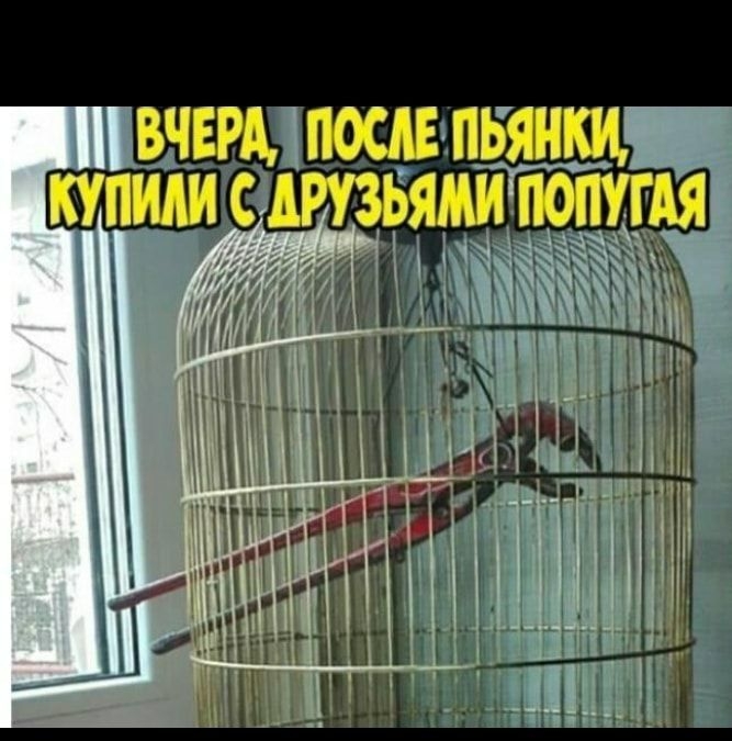 ВЧЕРА ПОСАЕ ПЬЯНЩ РУЗ