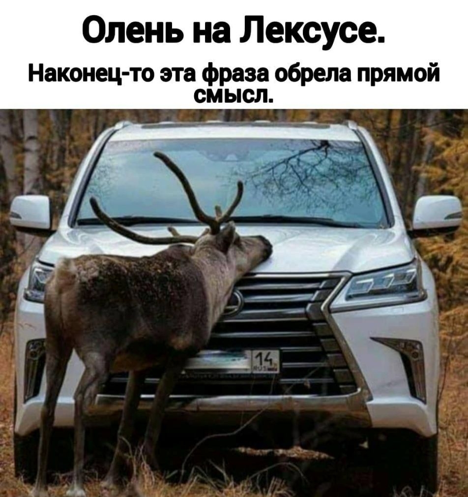 Олень на Лексусе Наконец то эта фраза обрела прямой смысл