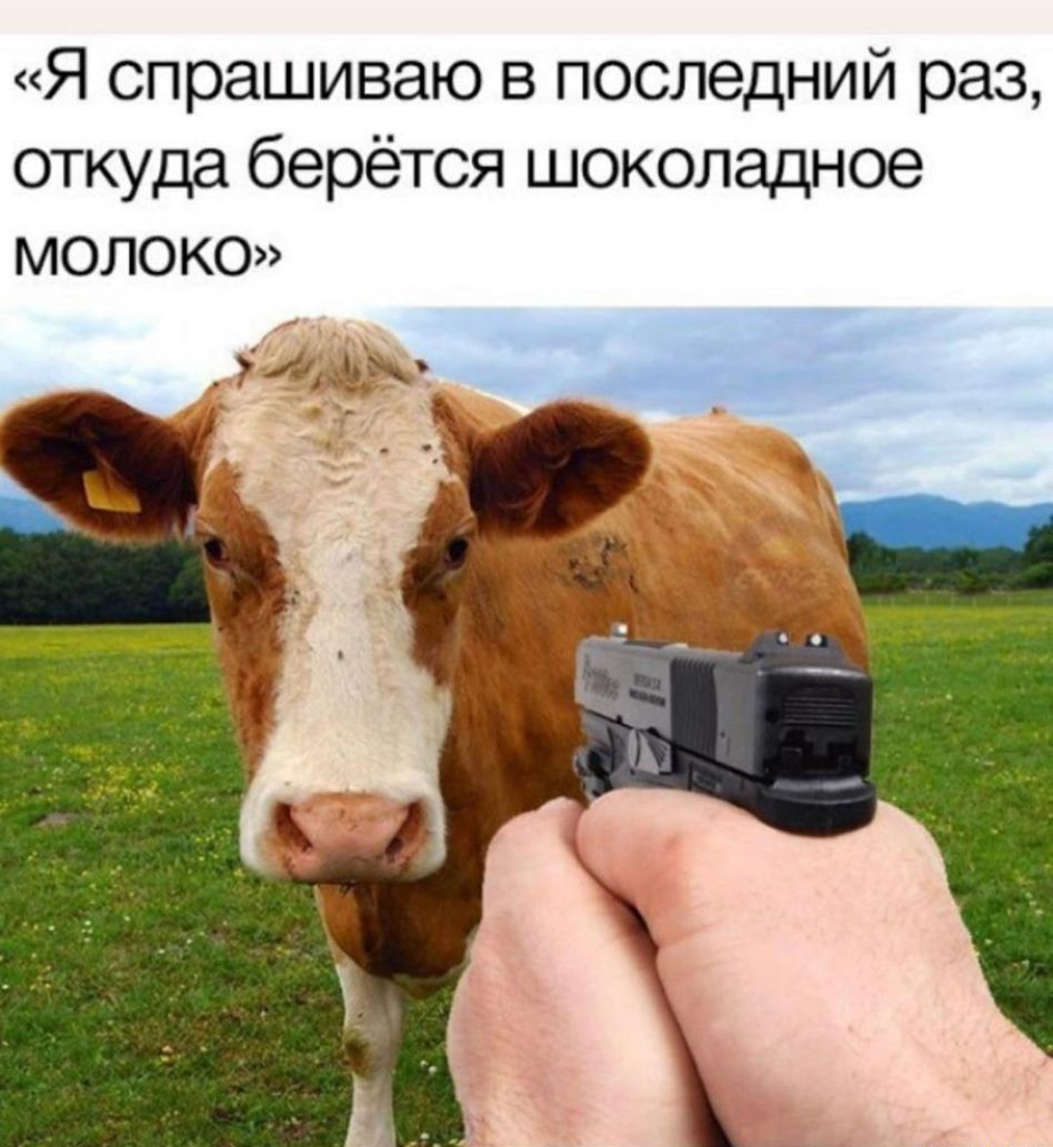 Я спрашиваю в последний раз откуда берётся шоколадное молоко