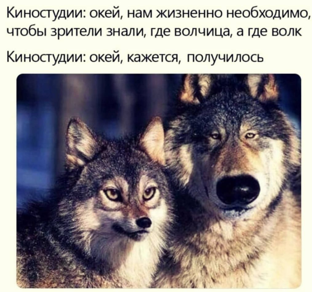 Киностудии окей нам жизненно необходимо чтобы зрители знали где волчица а где волк КИНОСТУДИИ окей КдЖЕТСЯ ПОЛУЧИЛОСЬ