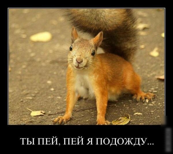 ТЫ ПЕЙ ПЕЙ я подожду