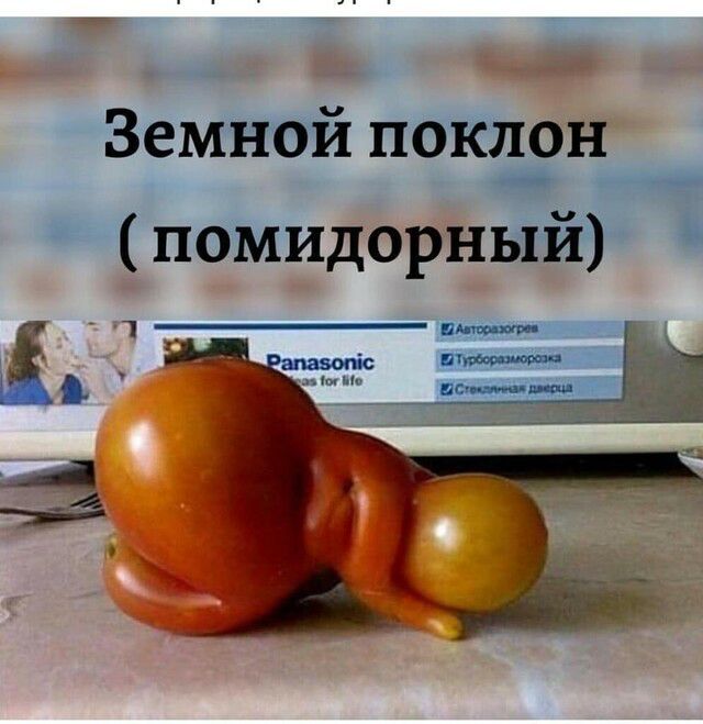 г к Земной поклон не помидорнвгйё