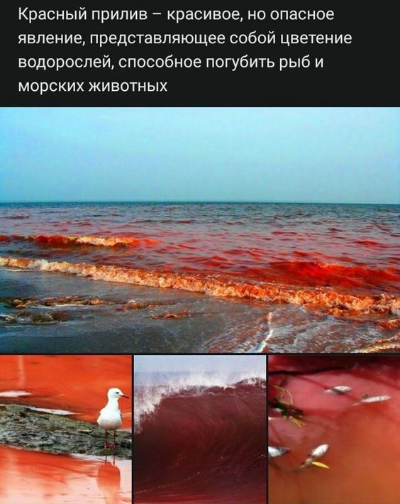 Красный прилив красивое но опасное явление представляющее собой цветение водорослей способное погубить рыб и МОРСКИХ ЖИВОТНЫХ