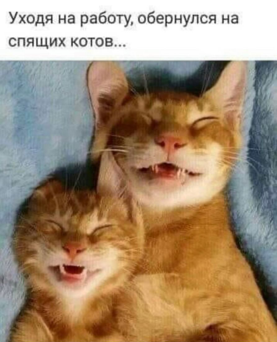 Уходя на работу обернулся на спящих котов