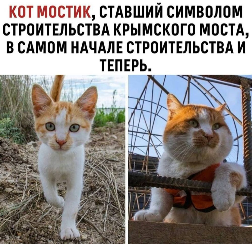 КОТ МОСТИК СТАВШИЙ СИМВОЛОМ СТРОИТЕЛЬСТВА КРЫМСКОГО МОСТА В САМОМ НАЧАЛЕ СТРОИТЕЛЬСТВА И ТЕПЕРЬ