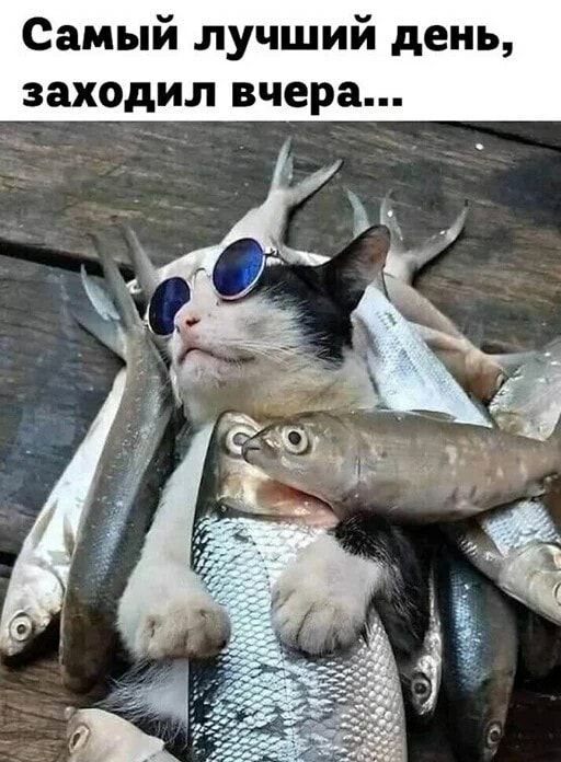 Самый лучший день заходил вчера