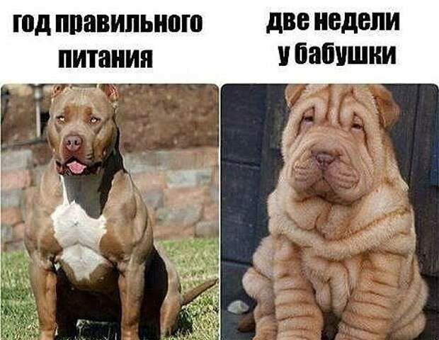 Шд ШШВИПЫШЮ дВБ НЕДЕЛИ питания бапишни