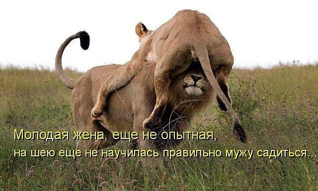 МОЛОДЕЕЯ ЖЭНЗ еще не ОПЫТНЭЯ на шею еще не НЭУЧИПЭСЬ правильно МУЖУ СЭДИТЬСЯ