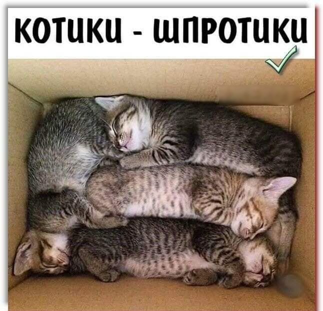 КОТЦКЦ ШПРОТЦК