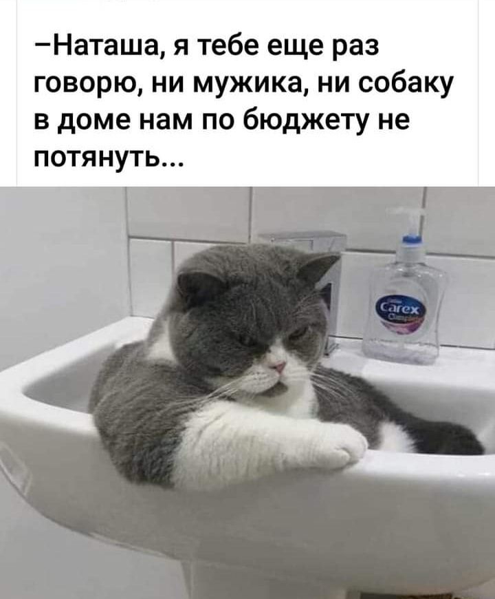 Наташа я тебе еще раз говорю ни мужика ни собаку в доме нам по бюджету не потянуть