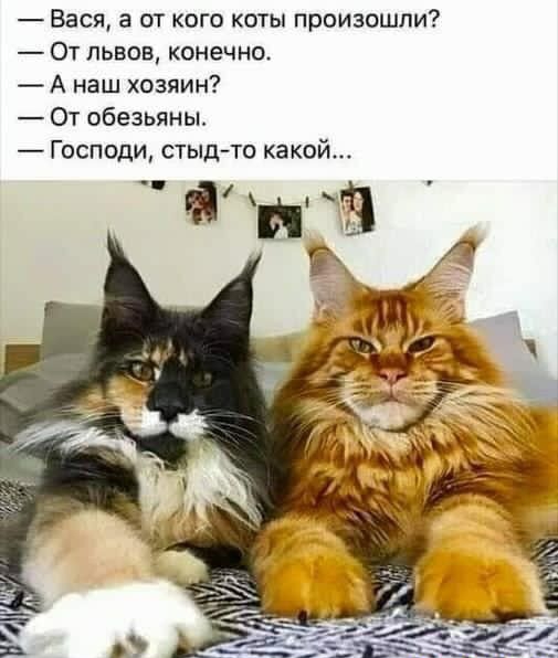 Вася а от кого коты произошли От львов конечна А наш хозяин От обезьяны Господи стыд то какой