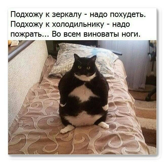 Подхожу к зеркалу надо похудеть Подхожу к холодильнику надо пожрать Во всем виноваты ноги