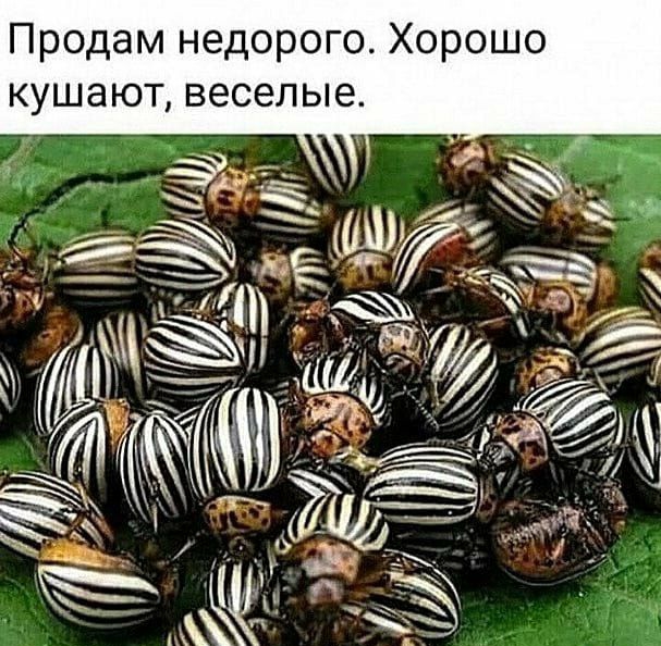 Продам недорого Хорошо кушают веселые