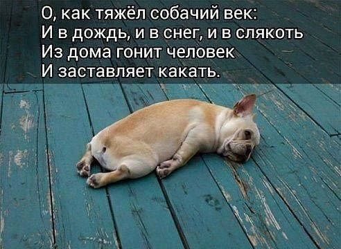 О как тяжёл собачий век И в дождь и в снег и в слякоть Из дома гонит человек И заставляет какать тъ _