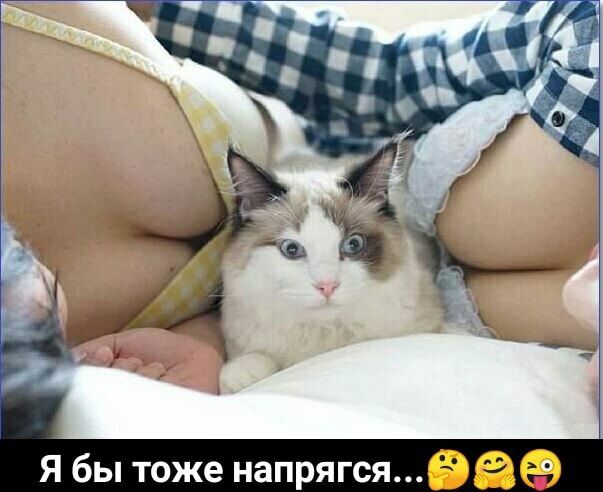 Я бы тоже напрягсявае