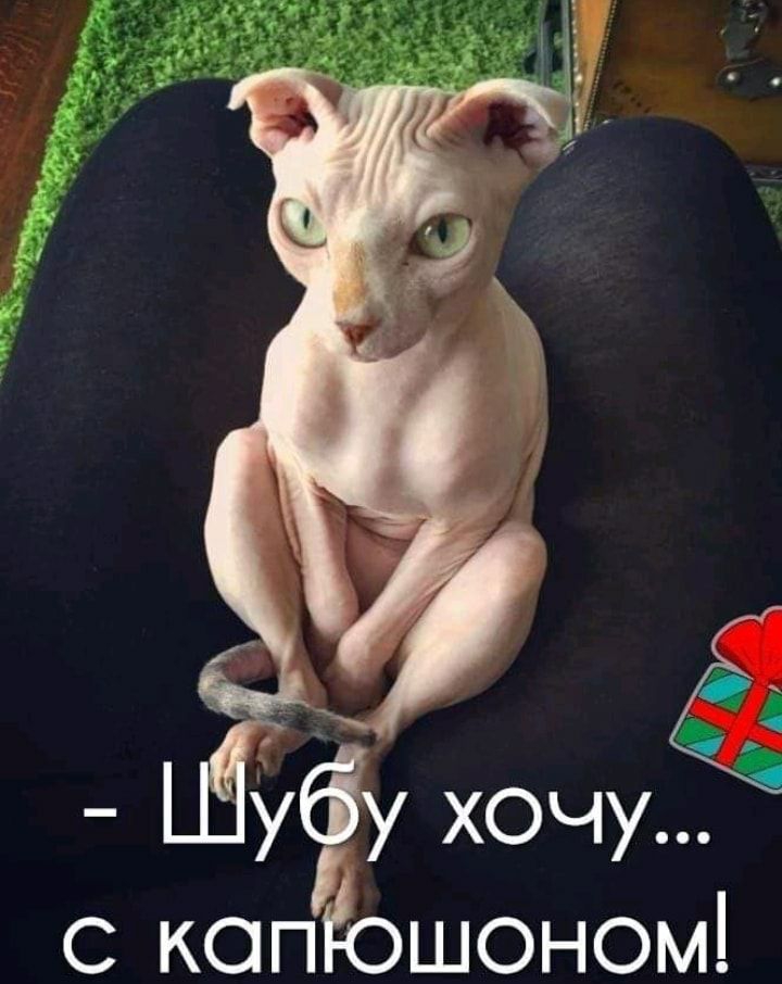 копЬшоном