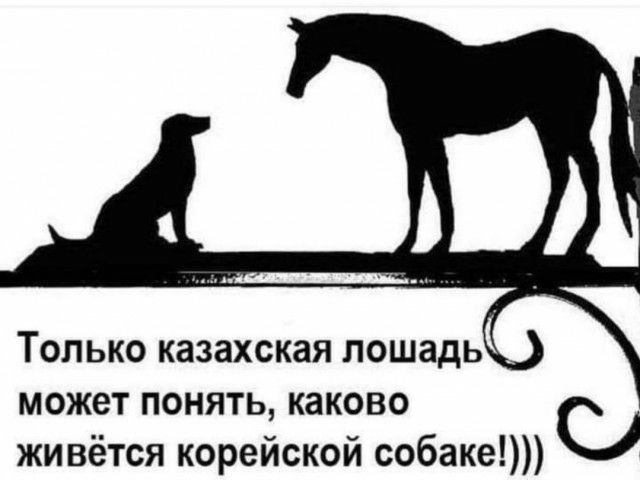 Только казахская лошадь может понять каково живётся корейской собаке С