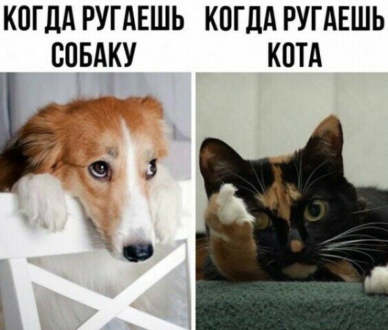 КОГДА РУГАЕШЬ КОГДА РУГАЕШЬ СОБАКУ КОТА гк