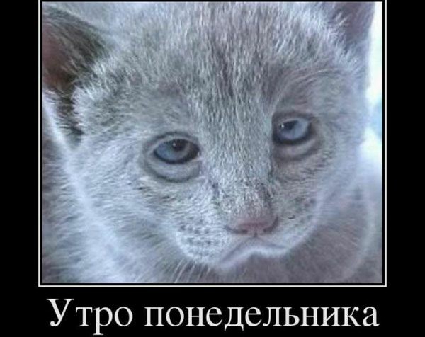 Утро понедельника