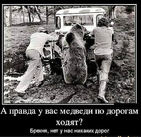 А правда у вас медведи по дорогам ходят Брехня нет у нас никаких дорог