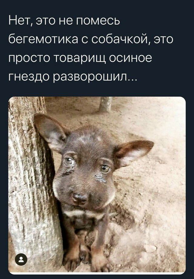Нет это не помесь бегемотика с собачкой это просто товарищ осиное гнездо разворошил