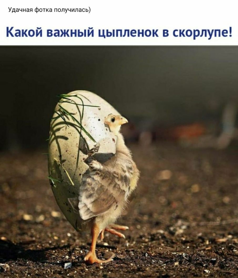 Удачная фотка получилась Какой важный цыпленок в скорлупе