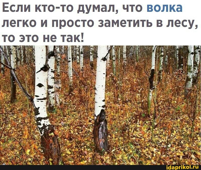 Если кто то думал что _ легко и просто заметить в лесу _то это нетак