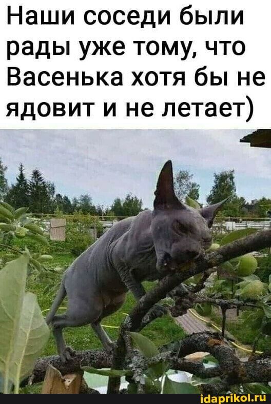 Наши соседи были рады уже тому что Васенька хотя бы не ядовит и не летает