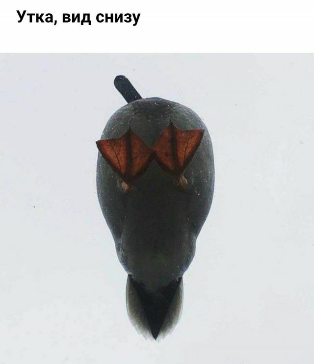 Утка вид снизу