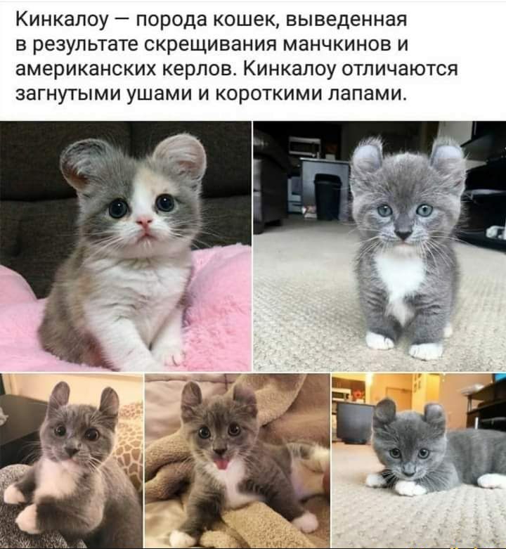 КИНКЗПОУ _ порода кошек выведенная В результате скрещивания МЗНЧКИНОВ И американских керпов КИНКЭЛОУ ОТПИЧЗЮТСЯ ЗЭГНУТЫМИ ушами И КОРОТКИМИ папами