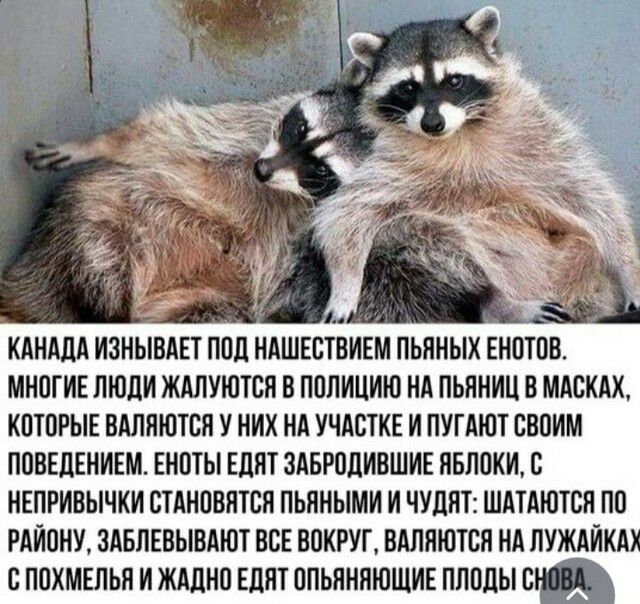 КАНАЛА ИЗНЫВАЕТ ПОЛ НАШЕСТВИЕМ ПЬЯНЫХ ЕНОТОВ МНОГИЕ ЛЮДИ ЖАЛУЮТОП В ПОЛИЦИЮ НА ПЬЯНИЦ В МАСКАХ КОТОРЫЕ ВАЛЯЮТСЯ У НИХ НА УЧАСТИЕ И ПУГАЮТ СВОИМ ПОВЕДЕНИЕМ ЕНОТЫ ЕЛПТ ЗАБРОЦИВШИЕ ПБЛОКИ О НЕПРИВЫЧКИ ОТАНООНТОН ПЬЯНЫМИ И ЧУЛНТ ШАТАЮТОО ПО РАЙОНУ ЗАБЛЕВЫВАЮТ ВОЕ ВОКРУГ ВАЛНЮТОН НА ЛУЖАЙКА О ПОХМЕЛЬН И ЖАЦНО ЕЦНТ ОПЬЯННЮЩИЕ ПЛОДЫС