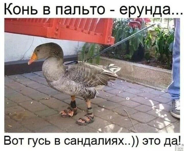Конь в пальто ерунда Вот гусь в сандапиях это да