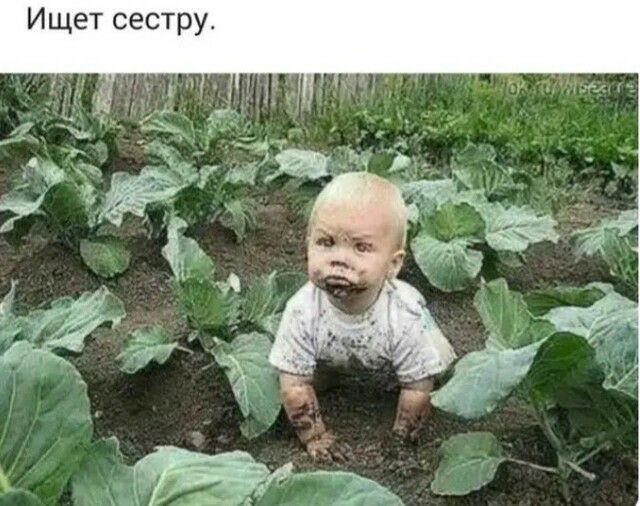 Ищет сестру