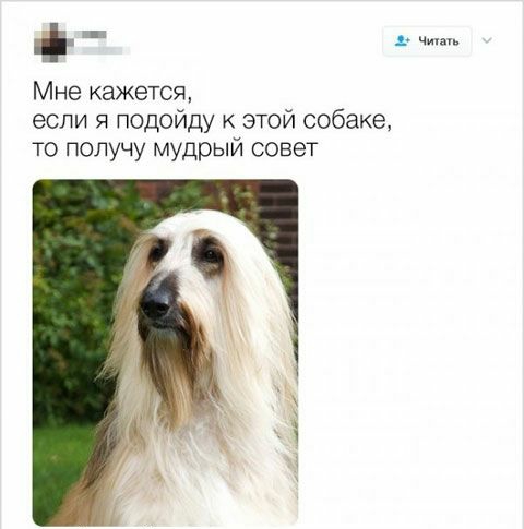 ь ч Мне кажется если я подойду к этой собаке то получу мудрый совет
