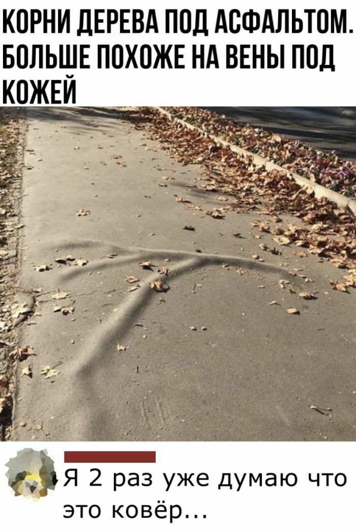 КПРНИ ДЕРЕВА ПОД АВФАЛЬТПМ БПЛЬШЕ ПОХОЖЕ НА ВЕНЫ ППЦ это ковёр