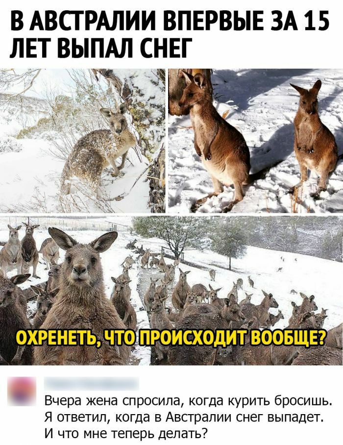 В АВСТРАЛИИ ВПЕРВЫЕ ЗА 15 ЛЕТ ВЫПАЛ СНЕГ окрвнвтьчт __ роисходитдвоовщвг Вчера жена спросила когда курить бросишь Я ответил когда в Австралии снег выпадет И что мне теперь делать