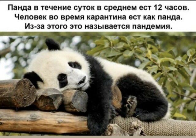 Панда в течение суток в среднем ест 12 часов Человек во время карантина ест как панда Из за этого это называется пандемия