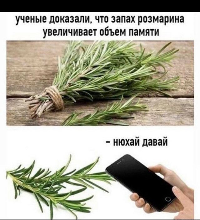 УЧЕНЫЕ дОКЗЗЗЛИ ЧТО запах розмарина УВЕЛИЧИБЗЕТ объем памяти