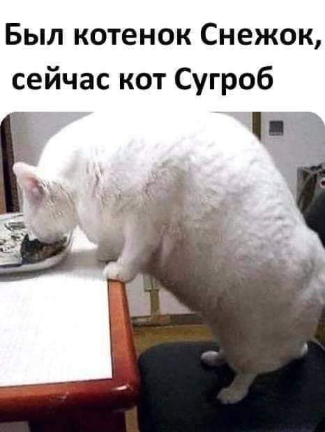 Был котенок Снежок сейчас кот Сугроб