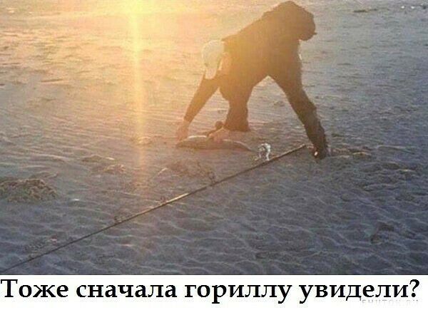 оже сначала гориллу увидели