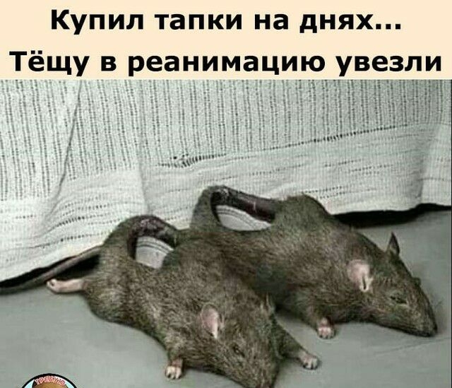 Купил тапки на днях Тёщу в реанимацию увезли