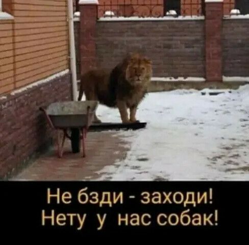 Не бзди заходи Нету у нас собак