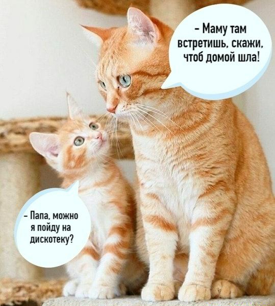 Маму там встретишь скажи чтоб домой шла Папа можно я пойду на пивктку