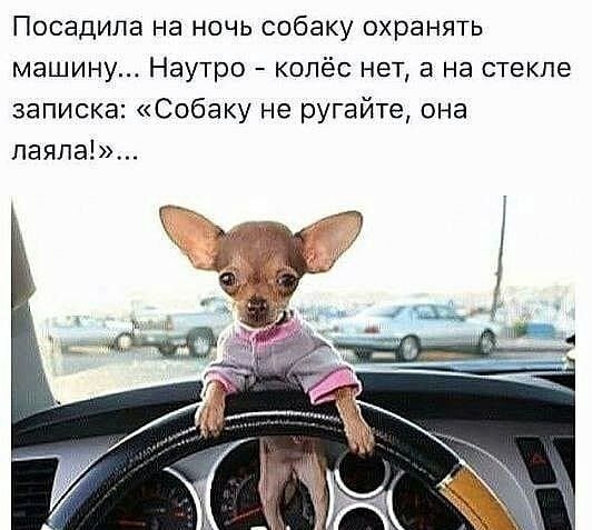 Посадила на ночь собаку охранять машину Наутро колёс нет а на стекле записка Собаку не ругайте она паяла