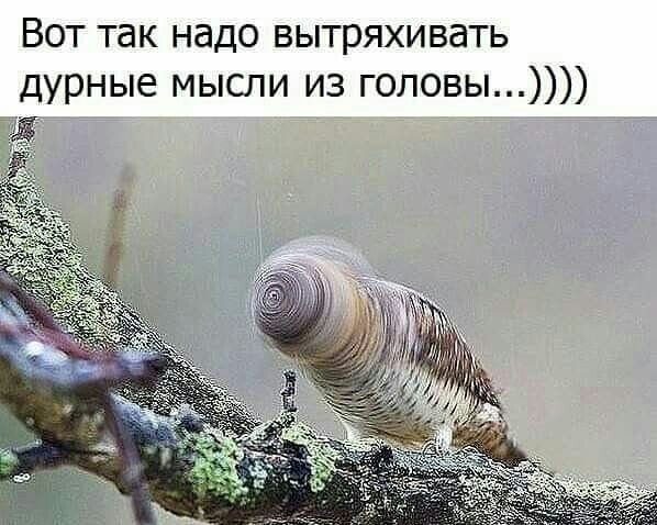 ВОТ ТЭК НЭДО ВЫТРЯХИВЭТЬ дурные мысли из головы д