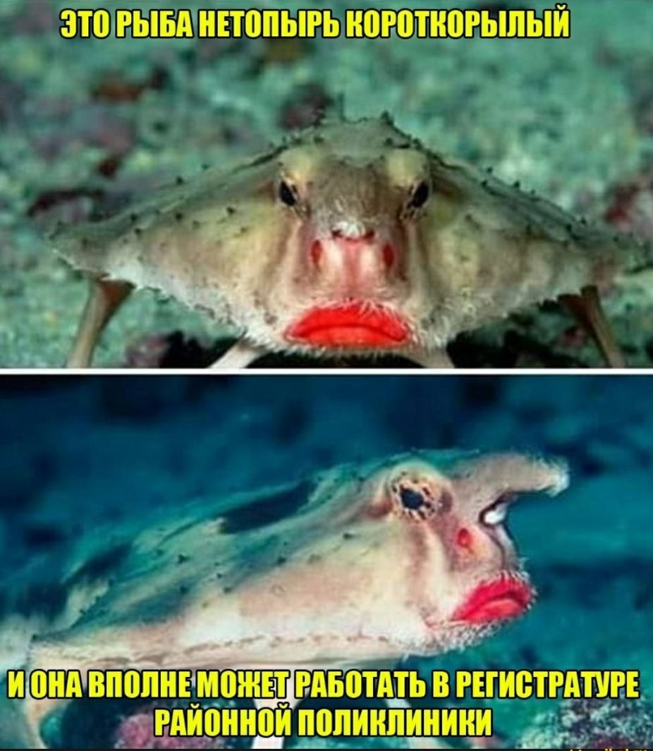 ЗТШРЫБА НЕТОПЫРЬ НПРМНВРЬШЫЙ