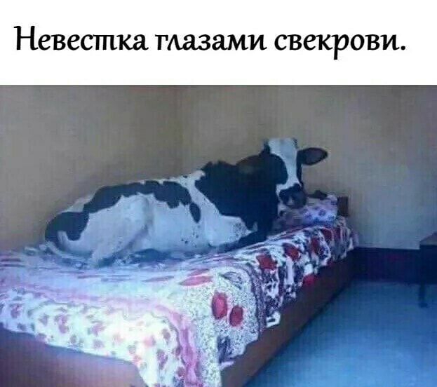 Неветпка тазами СВЕКРОВИ
