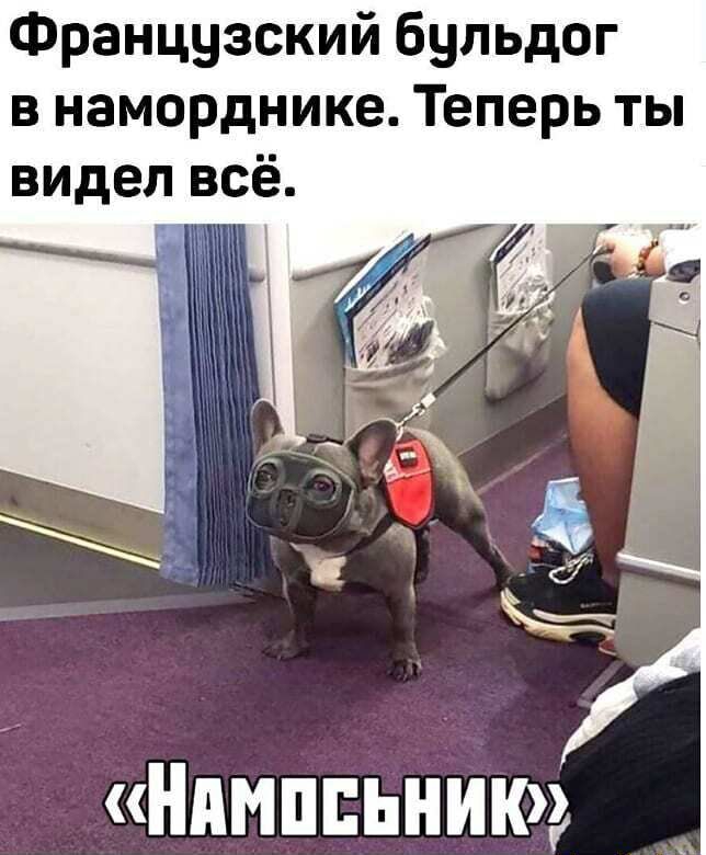 Французский бульдог в наморднике Теперь ты видел всё Нпмппьнию